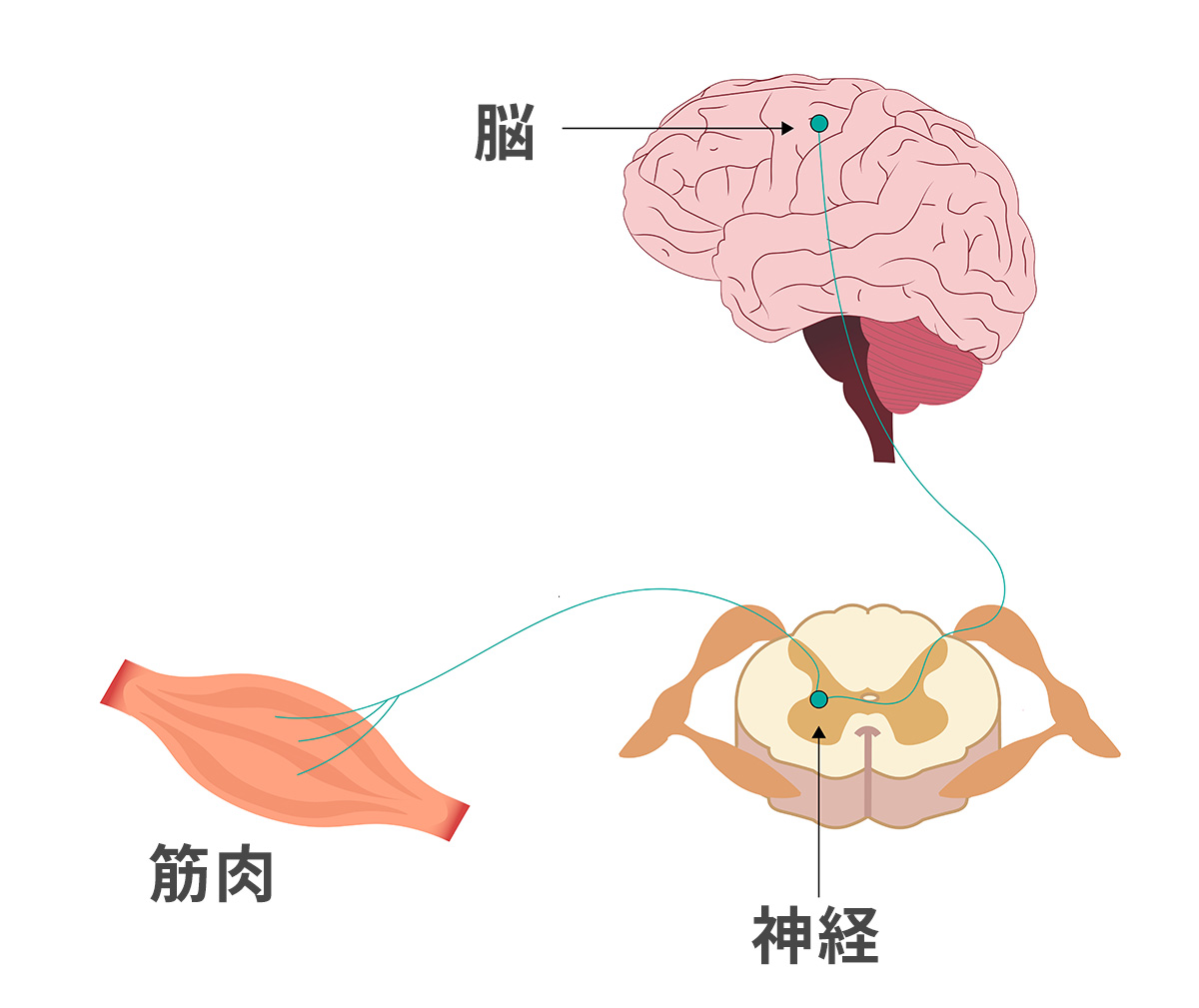脳、神経、筋肉