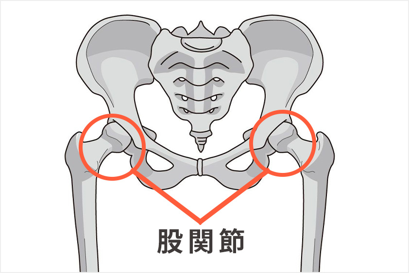 股関節